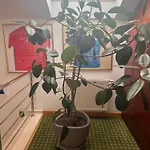 Jasmine Hotel Braşov
