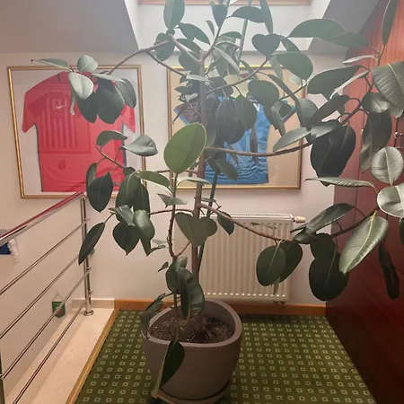 Jasmine Szálloda Brassó