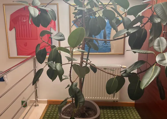 Jasmine Hotel Brašov